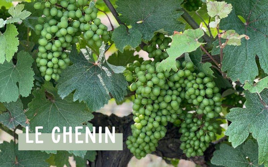 Faites entrer le cépage : le Chenin - Ekhi