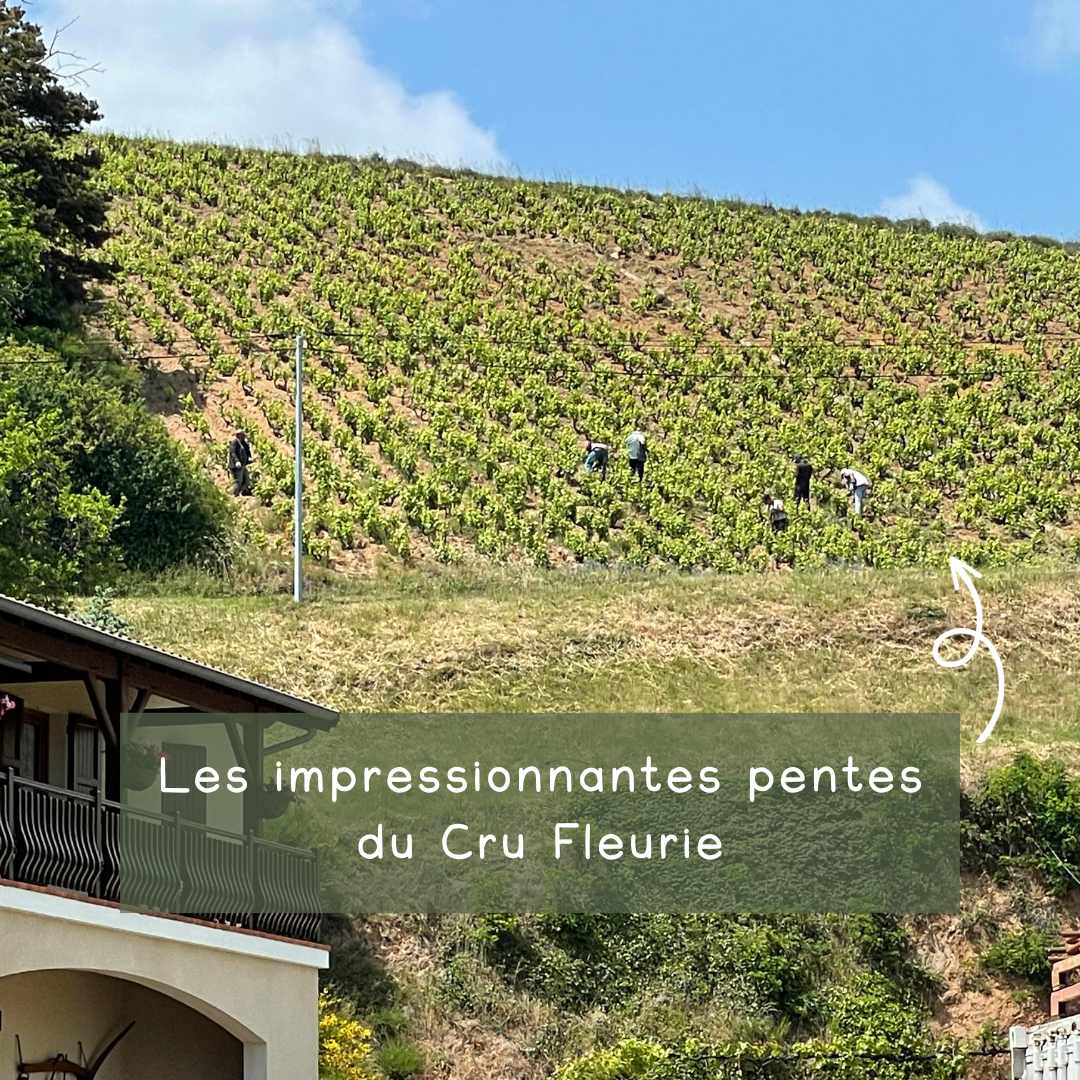 Meet Maud | Cru Fleurie 2022 - Ekhi